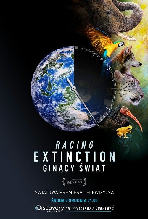 Grafika 1: „Ginący świat” w listopadowym DKFie