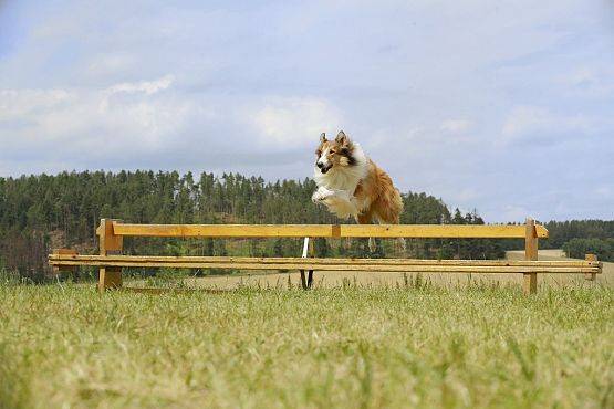 Grafika 4: Najsłynniejszy pies świata powraca na duże ekrany!