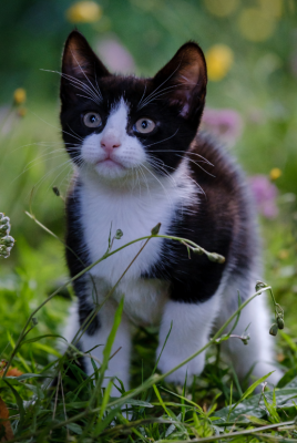 Grafika 3: Szalony świat Louisa Waina