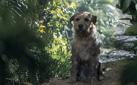 Grafika 2: Przyjaźń, która pokonała dżunglę