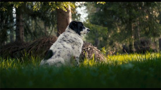 Grafika 1: DYSKUSYJNY KLUB FILMOWY: Kwiat ośmiu gór